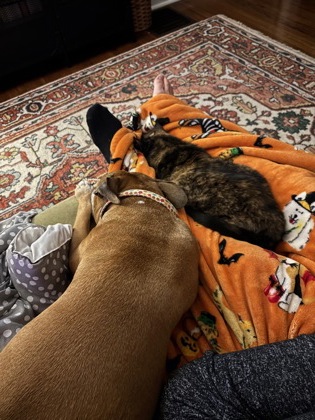 View Jasmine (in Foster) the Dog Photo #2