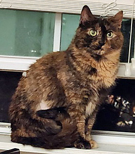 Learn More About Cali (in Foster)