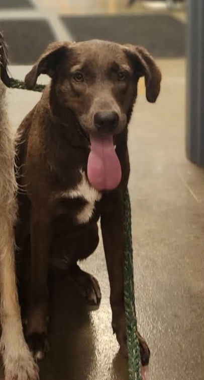 Dog