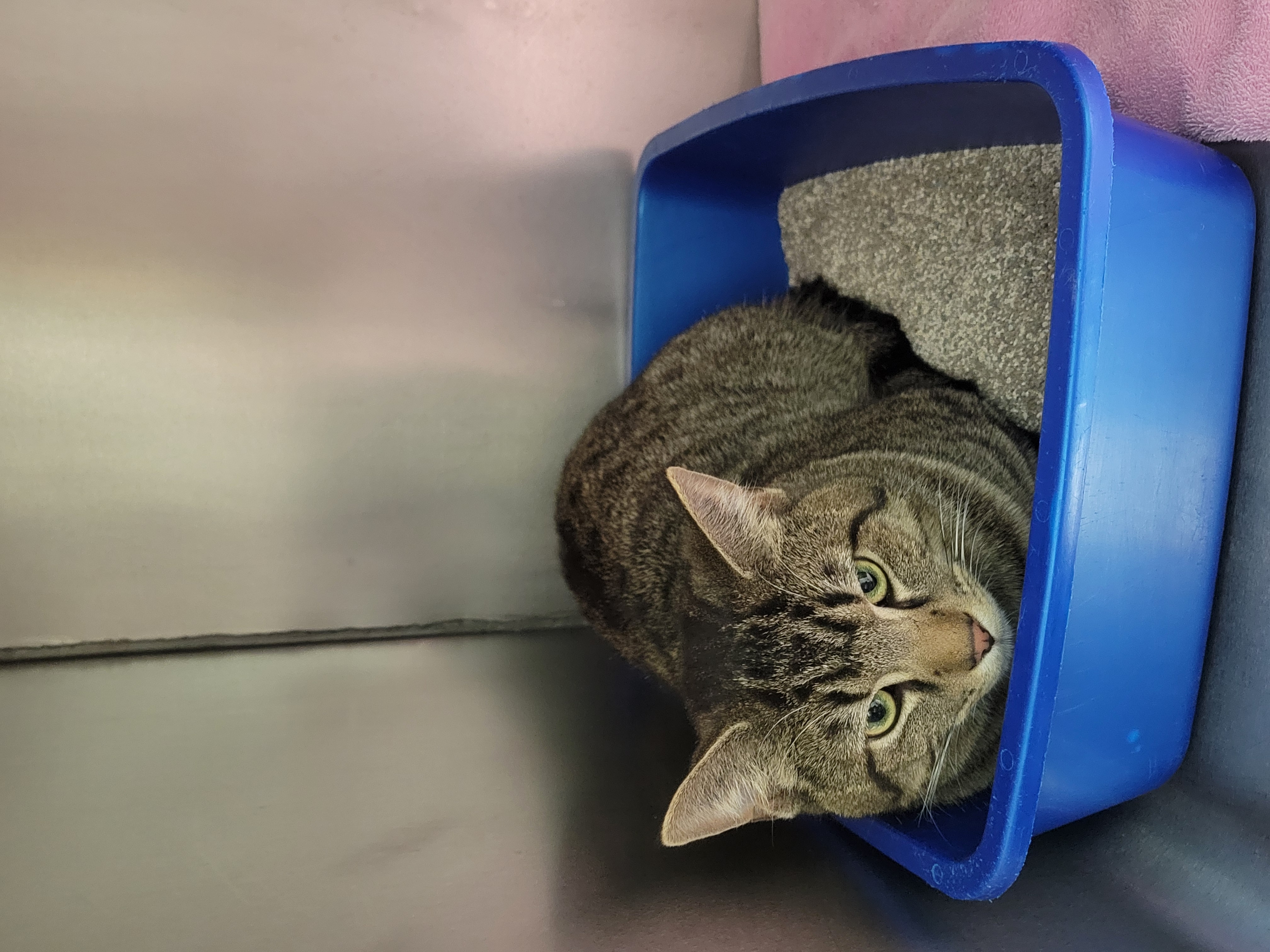 View Found Cat Photo #1