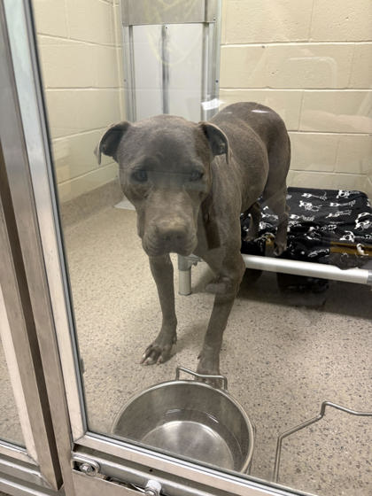 View Lionel the Dog Photo #1