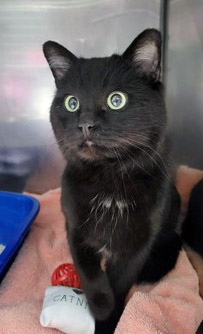 View Smokey the Cat Photo #2