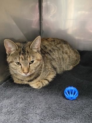 View Found Cat Photo #1