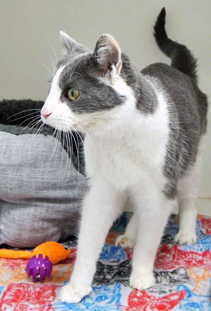 View Fantasia the Cat Photo #1