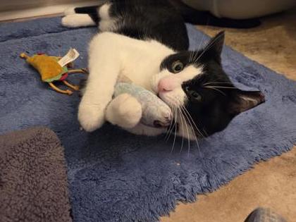 View Daryl (in Foster) the Cat Photo #1