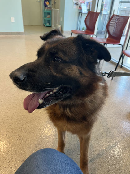 View Trooper the Dog Photo #1