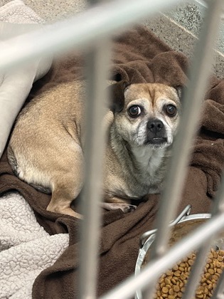 View Peter the Dog Photo #2