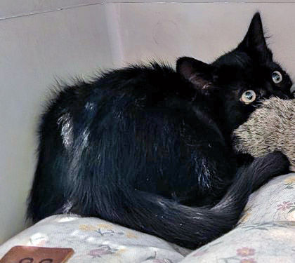 View Galaxy the Cat Photo #3