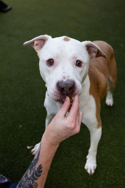 View Winnie The Pooh the Dog Photo #2