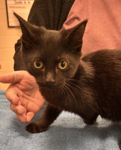 BILLY LOOMIS - Domestic Shorthair / Mix available for adoption