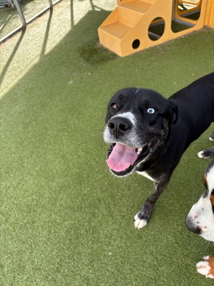 View Stryker (in Foster) the Dog Photo #1