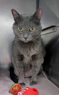 View Marley (Bonded To Foomf) (in Foster) the Cat Photo #2