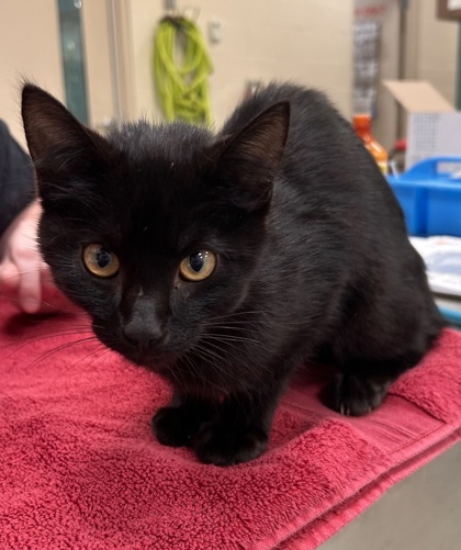 Help Rehome This Cat Cat