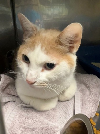 THE MUFFIN MAN - Domestic Shorthair / Mix available for adoption