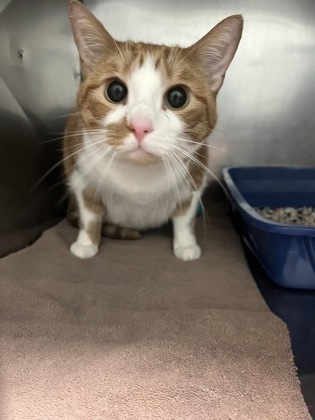 View Jane the Cat Photo #1