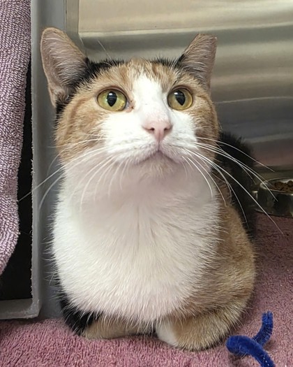 View Lillia (In Foster) the Cat Photo #2