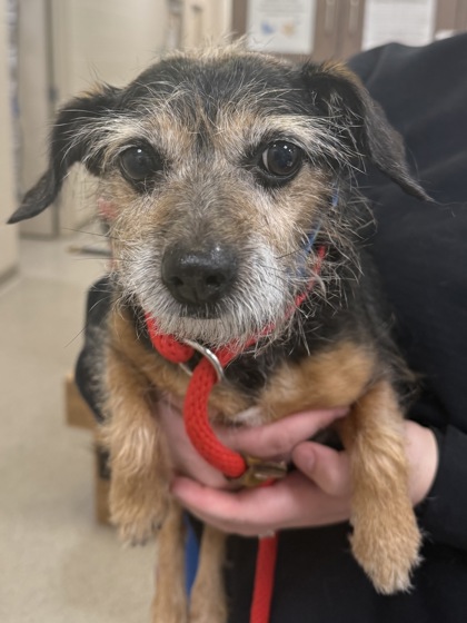 Terrier