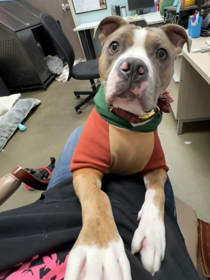 View Draco Malfoy the Dog Photo #2