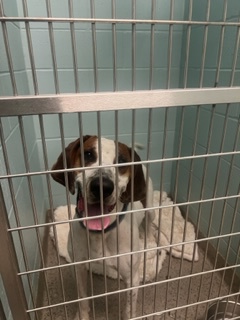 View Otis the Dog Photo #1