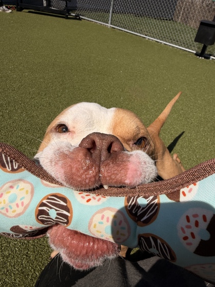 View Thomas (in Foster) the Dog Photo #1