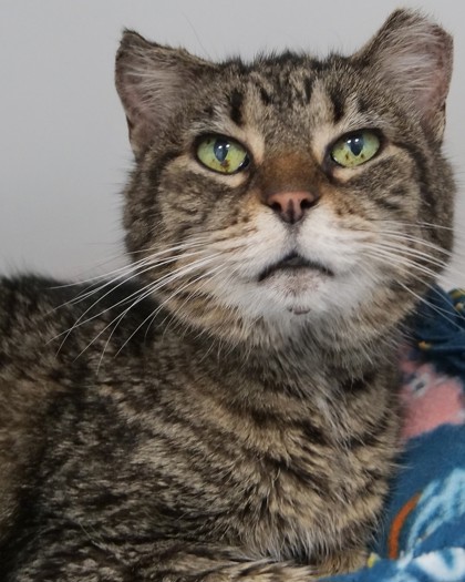 Sir Nugget - Cat