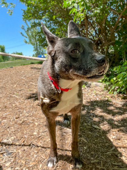 Photo of Rizzo
