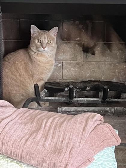 Have You Seen Cuzco? Cat