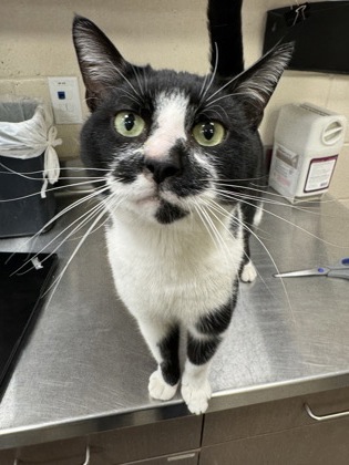 View Llama the Cat Photo #1