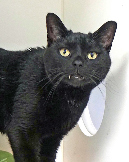 View Pawl (in Foster) the Cat Photo #1