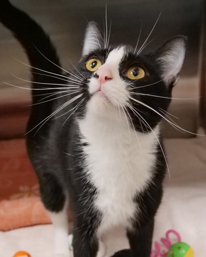 BISCUIT - Domestic Shorthair / Mix available for adoption