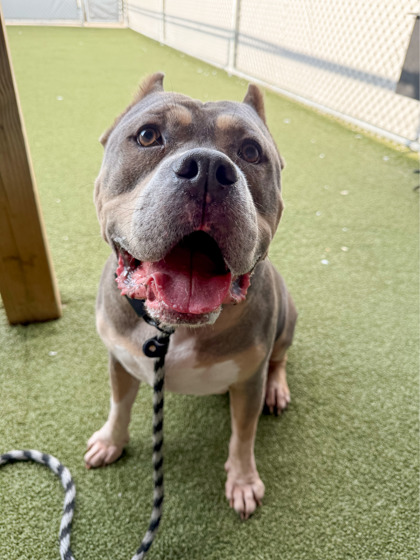 Photo of Thor