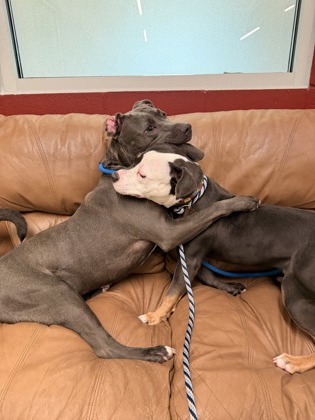 View Winston the Dog Photo #1