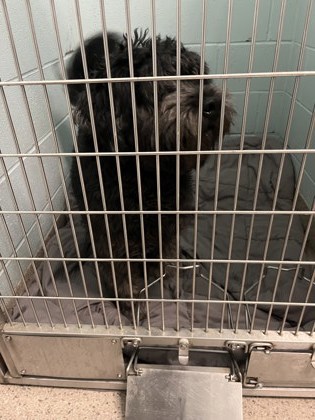 View Found Dog Photo #1