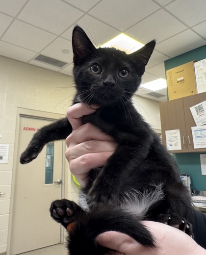 Help Rehome This Cat Cat