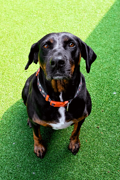 View Lucy Ravenpaw the Dog Photo #3