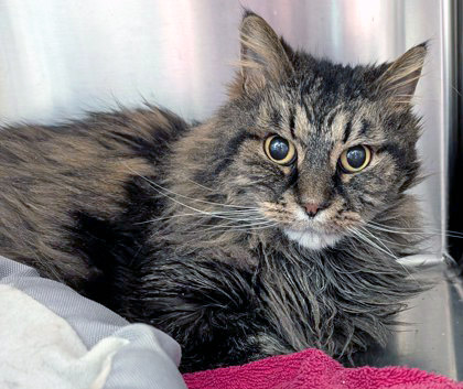 View Turbo (Bonded To Maddox) the Cat Photo #1