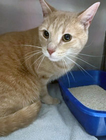 View Mantis the Cat Photo #1