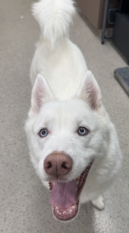 Photo of Rogue