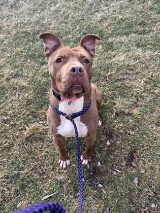 View Sheila the Dog Photo #2