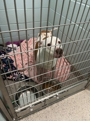 View Nala (in Foster) the Dog Photo #2