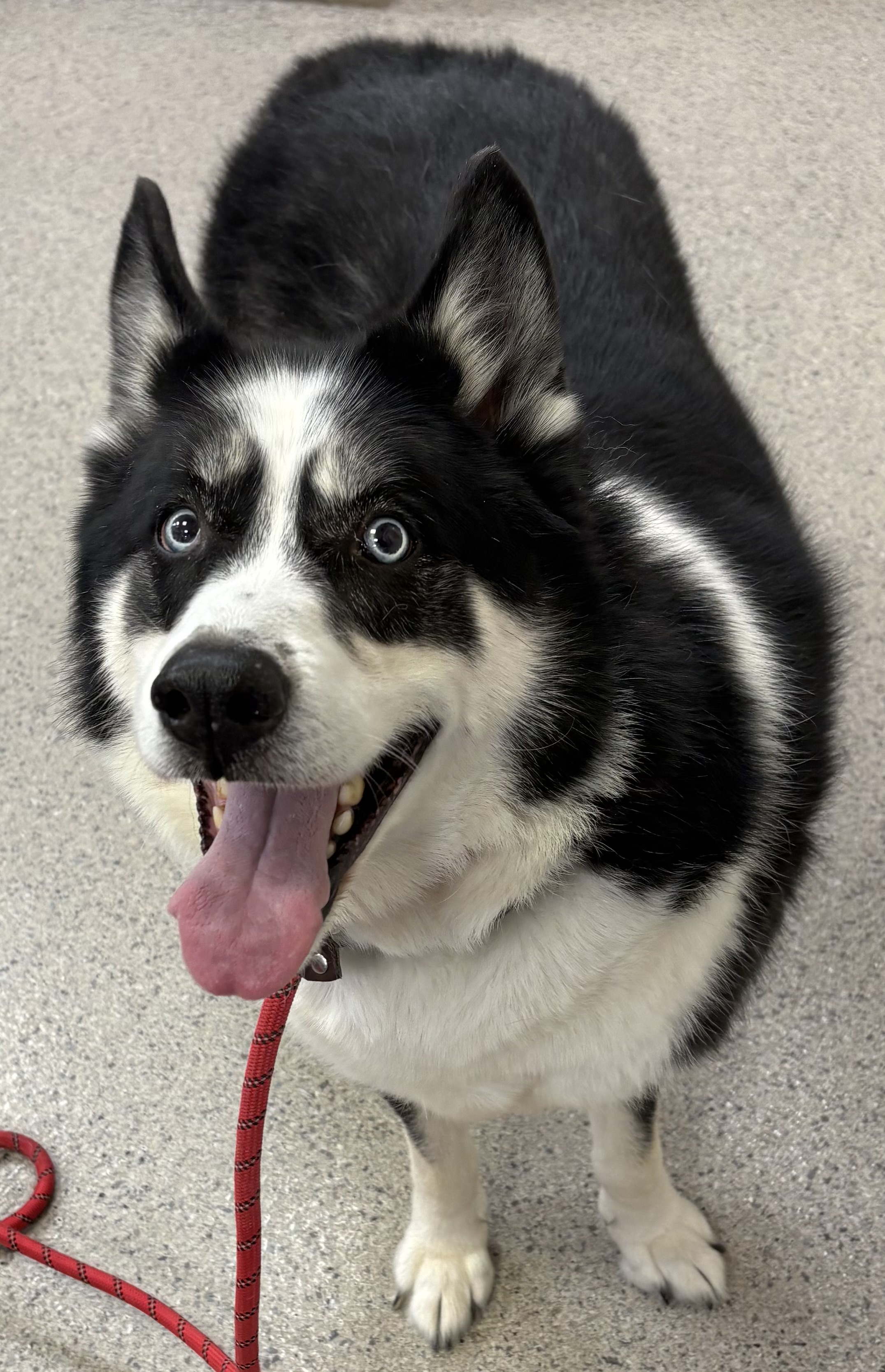 View Samson Pete the Dog Photo #1