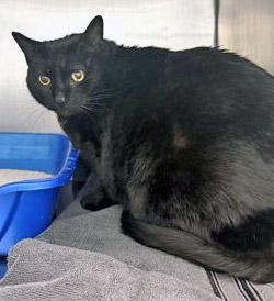 View Gypsy Girl the Cat Photo #2