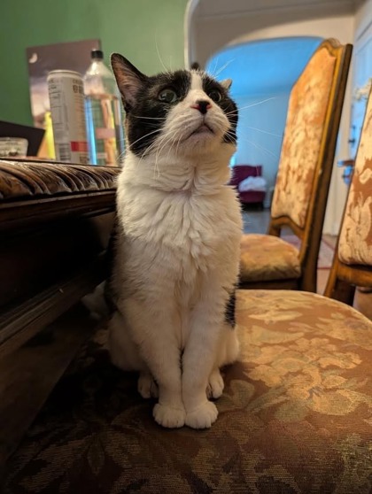 View Lil (in Foster) the Cat Photo #3