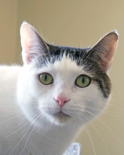 Learn More About Snowflake