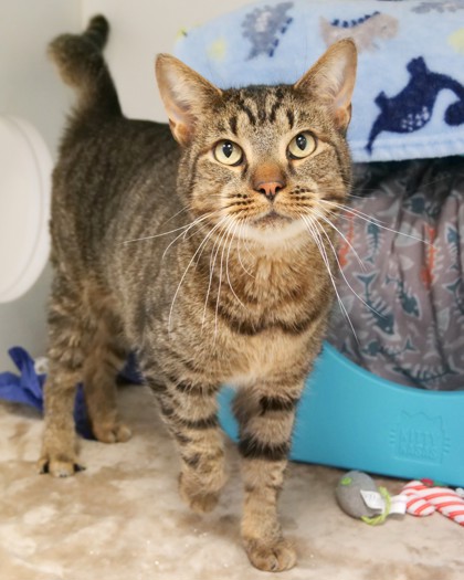 View Blaze the Cat Photo #1