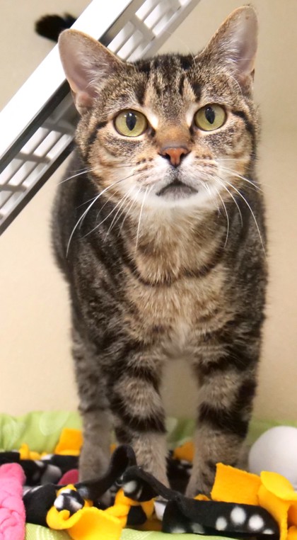 View Fiona (in Foster) the Cat Photo #2