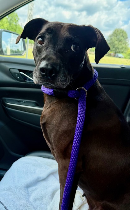 Lady (at PetSuites)