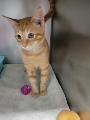 BARNACLE - Domestic Shorthair / Mix available for adoption