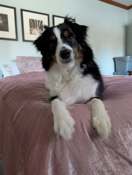 Have You Seen Arty? Dog