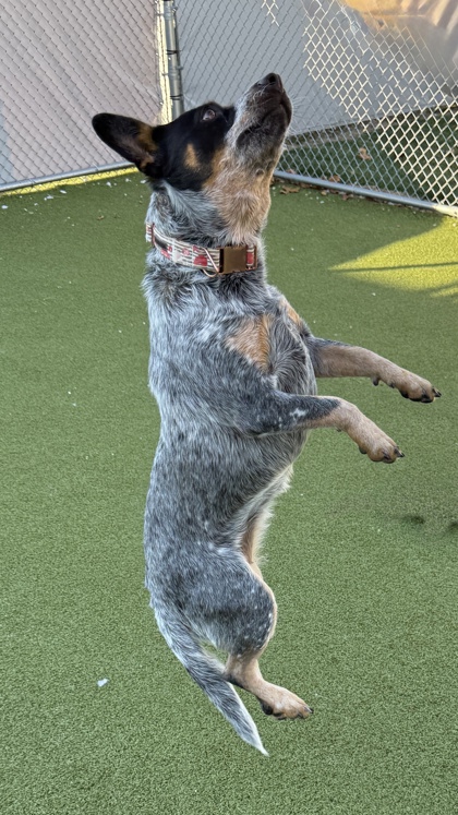 View Lola Moon the Dog Photo #2